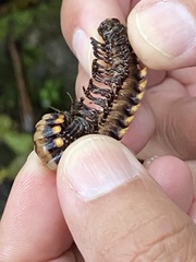 Nyssodesmus python