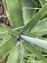 Aloe simii