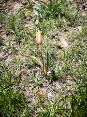 Tulipa sylvestris australis