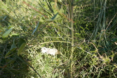 Lepus granatensis
