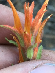 Castilleja disticha