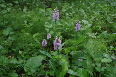Dactylorhiza maculata