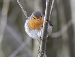 Erithacus rubecula rubecula