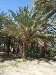 Phoenix dactylifera