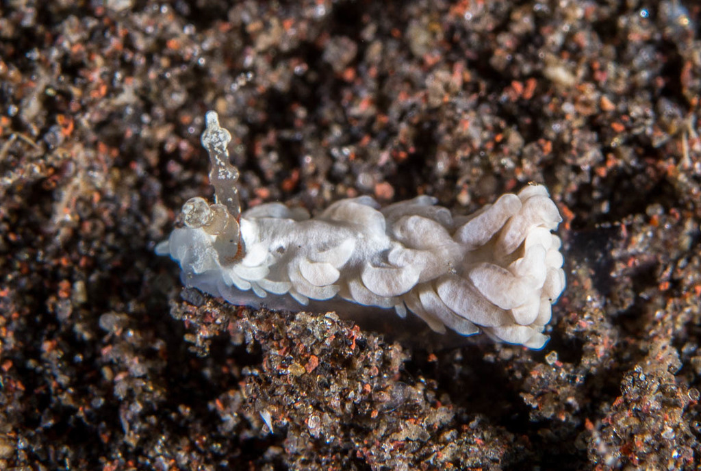 White Anemone Eater