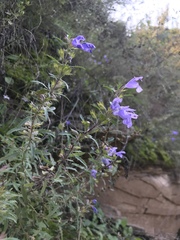 Dracocephalum moldavica