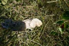Lepus granatensis