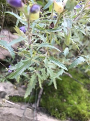 Dracocephalum moldavica