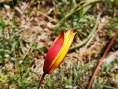 Tulipa sylvestris australis