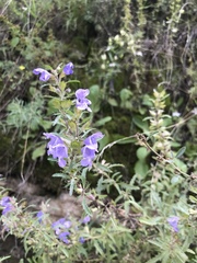 Dracocephalum moldavica