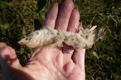 Lepus granatensis