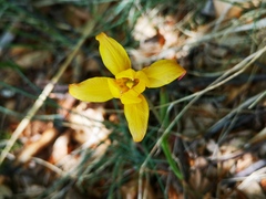 Tulipa sylvestris australis
