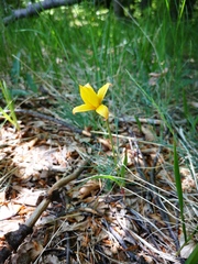Tulipa sylvestris australis