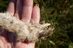 Lepus granatensis