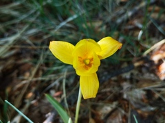 Tulipa sylvestris australis