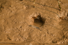 Periophthalmus argentilineatus