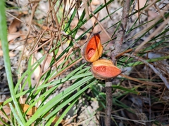 Hakea decurrens