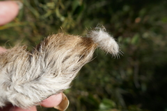 Lepus granatensis