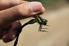 Planaeschna shanxiensis