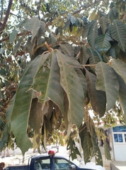 Gambeya