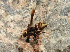 Montezumia ferruginea