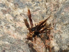 Montezumia ferruginea