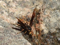 Montezumia ferruginea