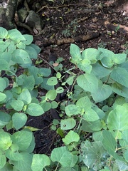 Plectranthus ecklonii