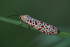 Utetheisa lotrix