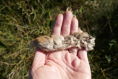 Lepus granatensis
