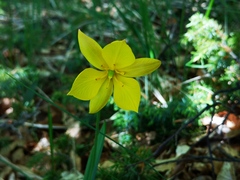 Tulipa sylvestris australis