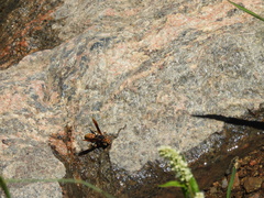 Montezumia ferruginea