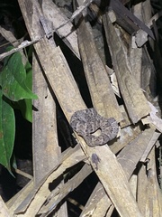 Bothrops atrox