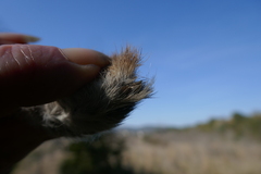 Lepus granatensis