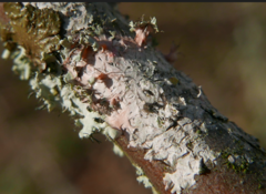 Laetisaria lichenicola