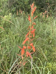 Aloe simii