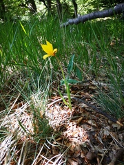 Tulipa sylvestris australis
