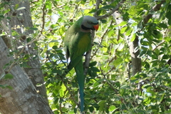 Psittacula alexandri