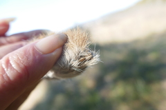 Lepus granatensis