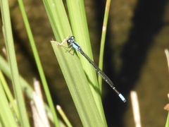 Oxyagrion ablutum