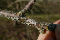 Laetisaria lichenicola