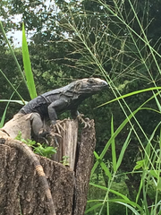 Ctenosaura acanthura