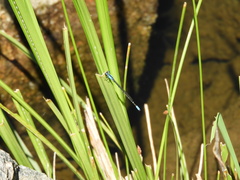 Oxyagrion ablutum