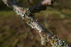 Laetisaria lichenicola
