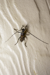 Didymocantha obliqua