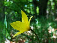 Tulipa sylvestris australis