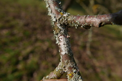 Laetisaria lichenicola