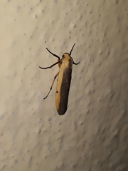 Lepidoptera