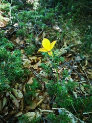 Tulipa sylvestris australis