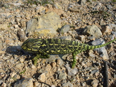 Chamaeleo chamaeleon